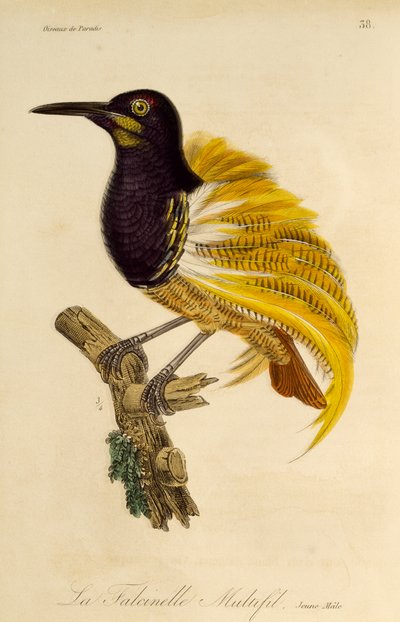 十二线天堂鸟（Seleucidis melanoleuca）的幼雄鸟，《天堂鸟和小鸟自然史》中的雕刻作品 作者 Rene Primevere 课程