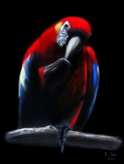 鹦鹉 作者 Renate Dohr