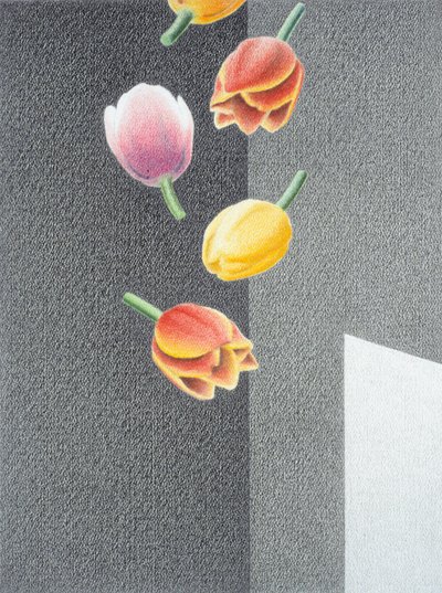 郁金香 作者 勒内·博安