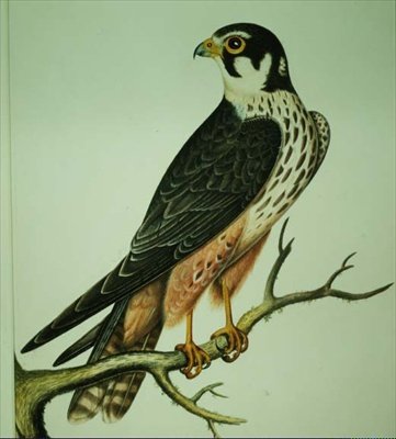爱好（水彩画） 作者 C.阿特金森牧师