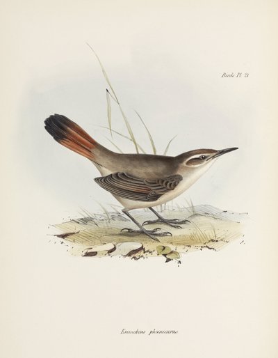 带尾土拨鼠，南美，约1832-1836年 作者 理查德（后）爸爸