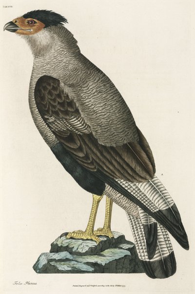 凤头鹦鹉（Crested Caracara） 作者 理查德（后）爸爸
