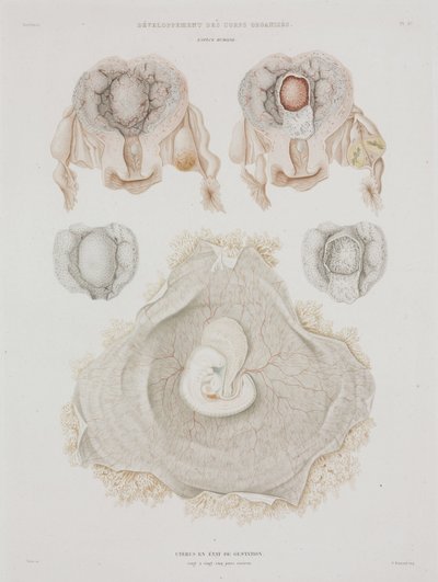 妇科 人体子宫与胚胎，约1847-1859年 作者 理查德（后）爸爸