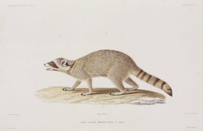 美国Raccoon公司 作者 理查德（后）爸爸