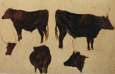 长角牛研究》（板上油画） 作者 理查德·安斯德尔