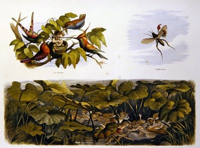 在仙境中 作者 Richard Doyle