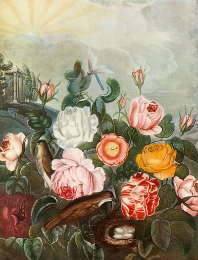 玫瑰，c1805，1948年。 作者 理查德·厄洛姆（Richard Earlom）