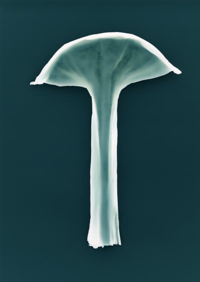 无题，2003 年 作者 理查德·格林