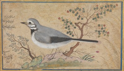 鸟的研究，日期为回历1043年，公元1634年。 作者 里扎