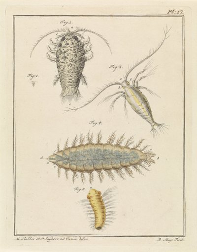 玛瑙木虱、桡足类动物和鬃毛蠕虫 作者 P. Snijders