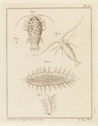 玛瑙木虱、桡足类动物和鬃毛蠕虫 作者 P. Snijders