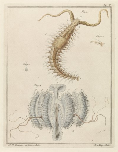 Franjeworm 和肋骨水母 作者 总理布拉瑟