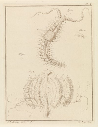 Franjeworm 和肋骨水母 作者 总理布拉瑟