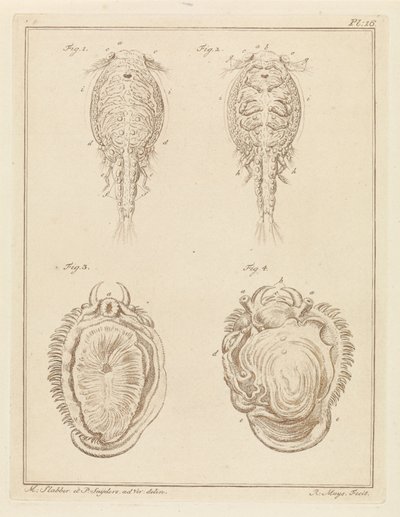 甲壳动物和软体动物 作者 P. Snijders