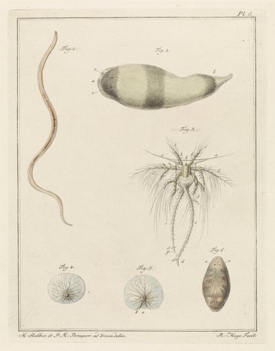 各种海洋生物 作者 总理布拉瑟
