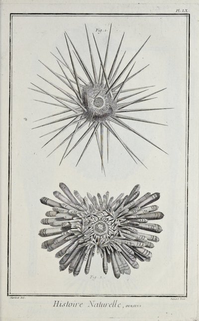 Urchins，来自 Denis Diderot 的“科学、文科和机械艺术的板子集及其解释”中的插图 作者 罗伯特·贝纳德