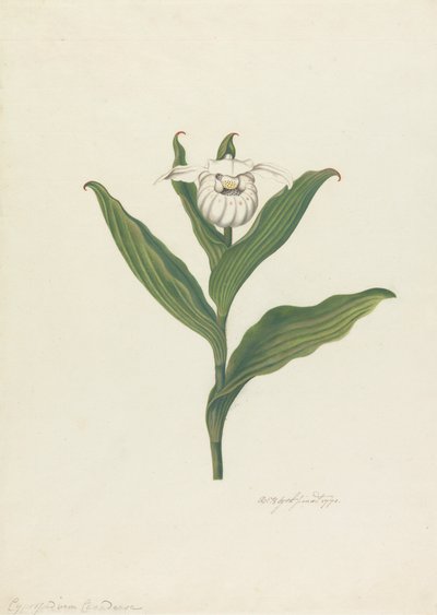 女士拖鞋（Cypripedium Canadense、Calceolus Maria） 作者 罗伯特·布莱斯
