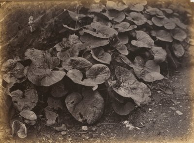 植物研究，19 世纪 60 年代（照片） 作者 罗伯特·伯罗斯