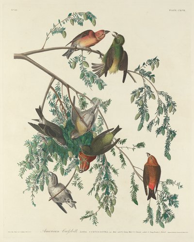 美国鹖冠子，1834年。 作者 Robert Havell