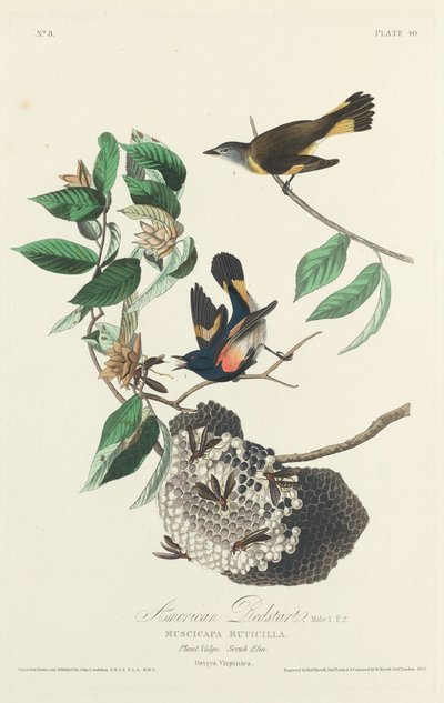 美国红尾鸲，1828年。 作者 Robert Havell