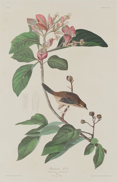 巴赫曼斯-芬奇，1833年。 作者 罗伯特·哈维尔