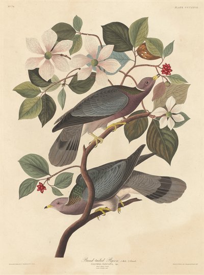 带尾的鸽子，1837年。 作者 Robert Havell