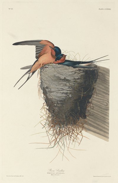 谷仓燕子，1833年。 作者 罗伯特·哈维尔