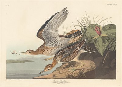 Bartram Sandpiper, 1836。 作者 罗伯特·哈维尔