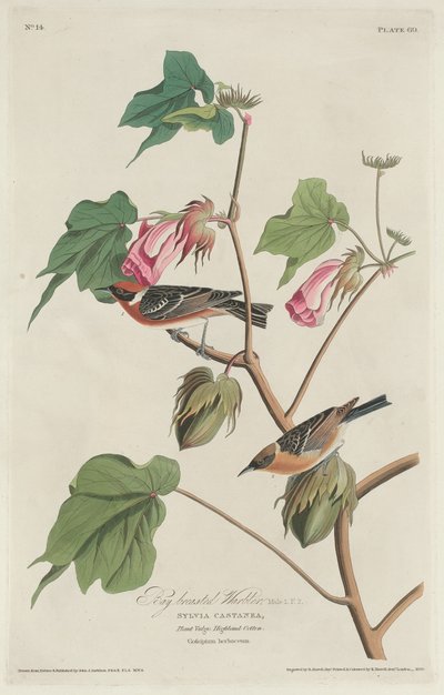 湾胸莺，1829年。 作者 罗伯特·哈维尔