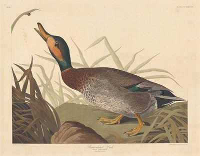 Bemaculated Duck, 1836. 作者 罗伯特·哈维尔