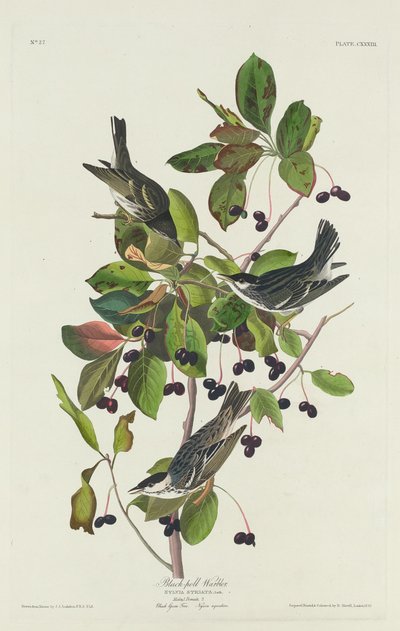 Black-Poll Warbler, 1832. 作者 罗伯特·哈维尔