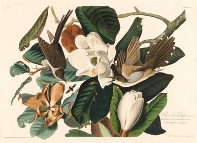 黑嘴布谷鸟，1828年。 作者 Robert Havell