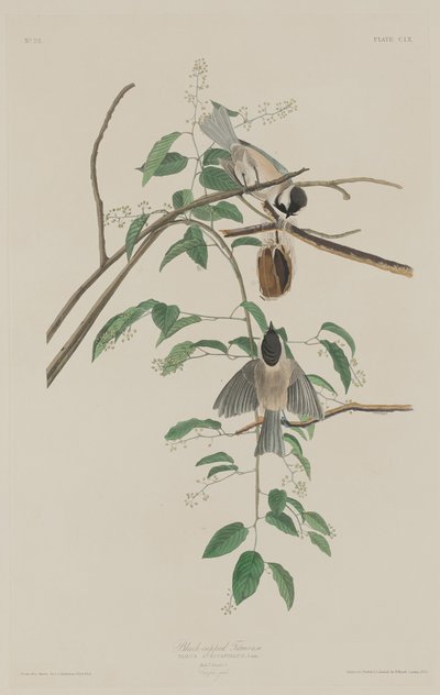 黑帽山雀，1833年。 作者 罗伯特·哈维尔