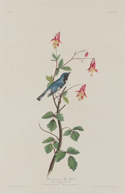 黑喉蓝莺，1832年。 作者 罗伯特·哈维尔