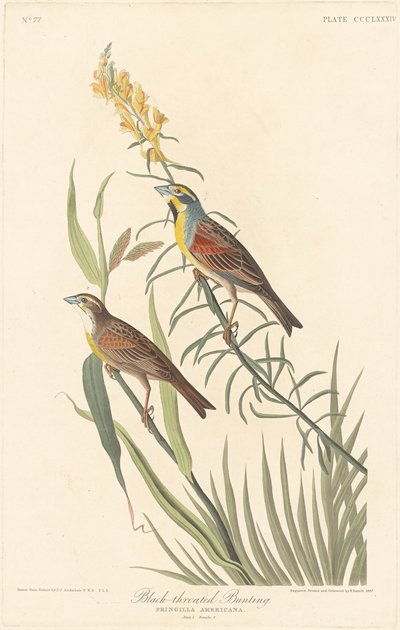 黑喉鹀，1837年。 作者 罗伯特·哈维尔
