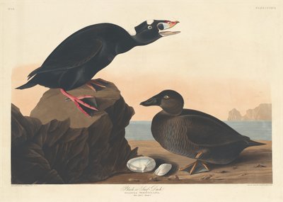 黑鸭或冲浪鸭，1836年。 作者 罗伯特·哈维尔