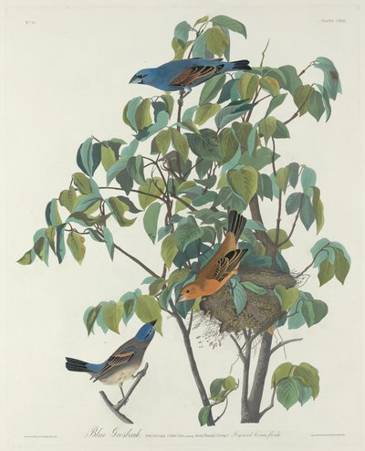 蓝斑鸟，1831年。 作者 Robert Havell