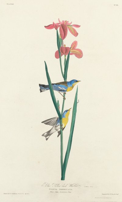 蓝黄背莺，1827年。 作者 罗伯特·哈维尔