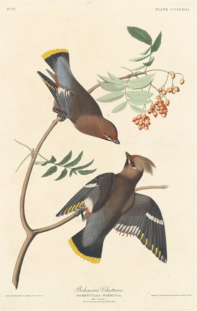 Bohemian Chatterer, 1837年。 作者 Robert Havell