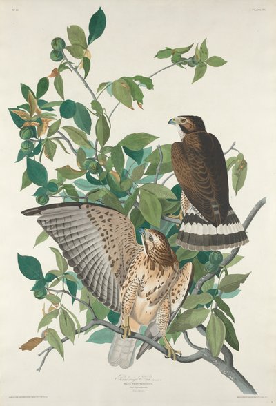 阔翅鹰，1830年。 作者 Robert Havell
