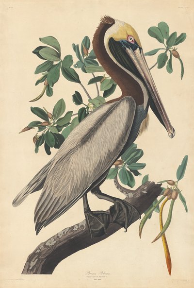 褐鹈鹕，1835年。 作者 罗伯特·哈维尔