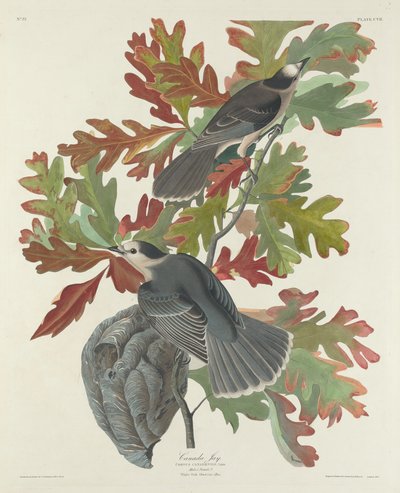 加拿大杰伊，1831年。 作者 Robert Havell
