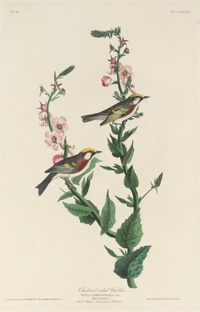 栗子边莺，1829年。 作者 罗伯特·哈维尔