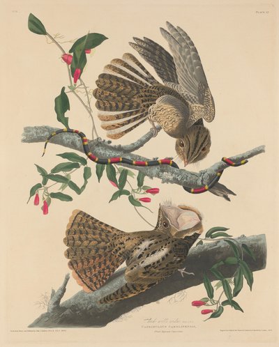查克-威尔的寡妇，1829年。 作者 Robert Havell
