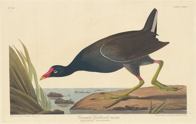 常见的胆小鬼，1835年。 作者 罗伯特·哈维尔