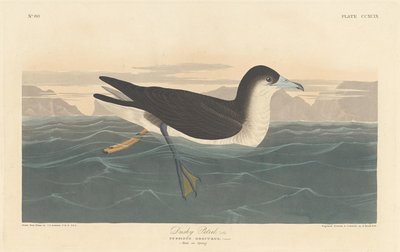 Dusky Petrel, 1836. 作者 罗伯特·哈维尔