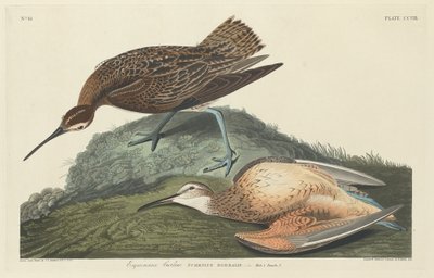Esquimaux Curlew, 1834年。 作者 罗伯特·哈维尔