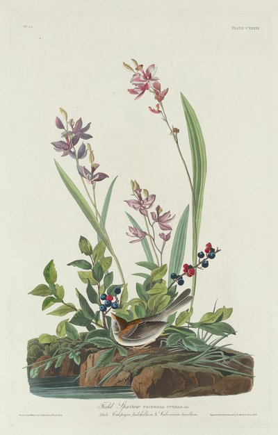 野生麻雀，1832年。 作者 罗伯特·哈维尔
