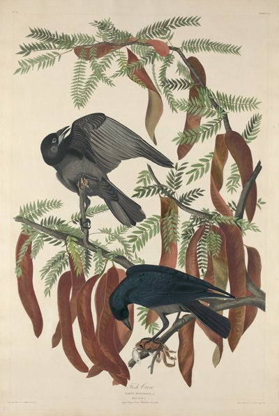 Fish Crow, 1832. 作者 罗伯特·哈维尔