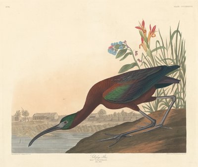 光泽朱鹭，1837年。 作者 罗伯特·哈维尔